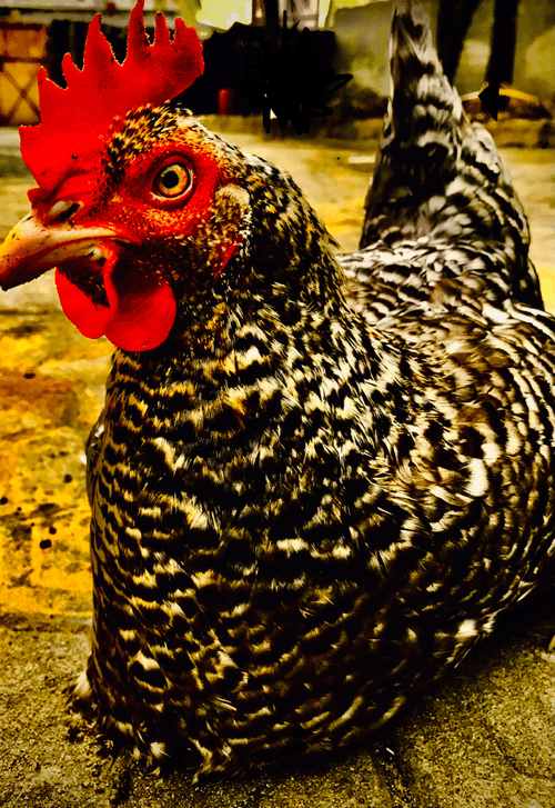 by chicken by chicken